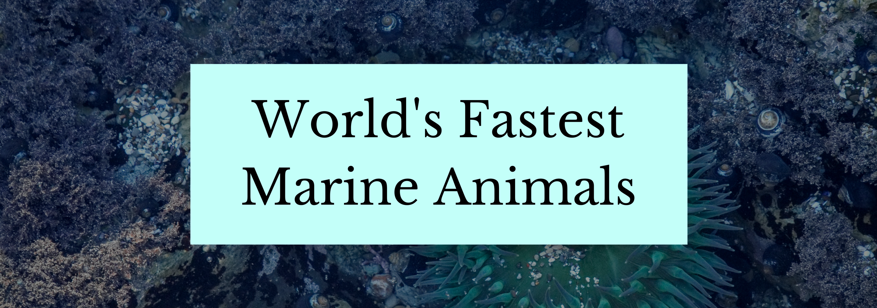World's Fastest Marine Animals